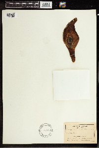Symplocarpus foetidus image