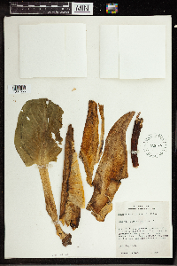 Symplocarpus foetidus image