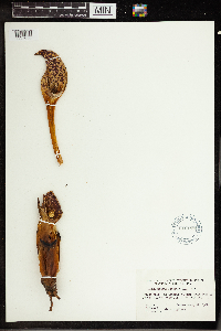 Symplocarpus foetidus image