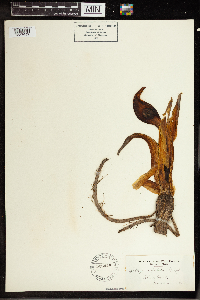 Symplocarpus foetidus image