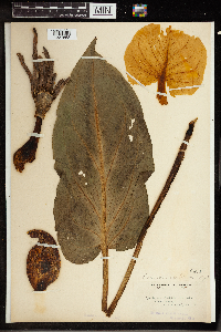 Symplocarpus foetidus image
