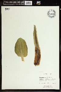 Symplocarpus foetidus image