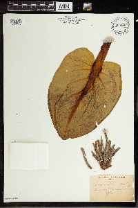 Symplocarpus foetidus image