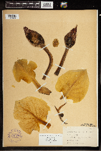 Symplocarpus foetidus image