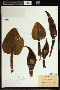 Symplocarpus foetidus image