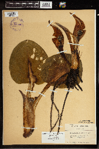 Symplocarpus foetidus image