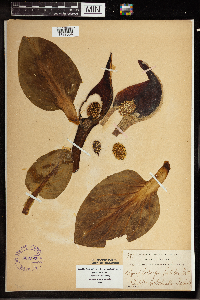 Symplocarpus foetidus image