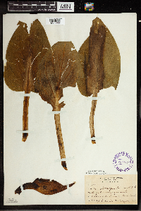 Symplocarpus foetidus image