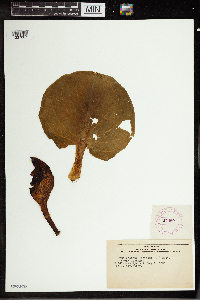 Symplocarpus foetidus image