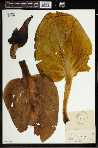 Symplocarpus foetidus image