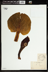 Symplocarpus foetidus image