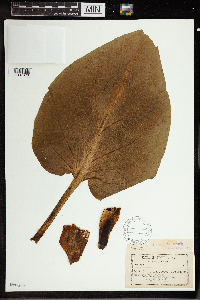 Symplocarpus foetidus image