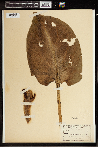 Symplocarpus foetidus image