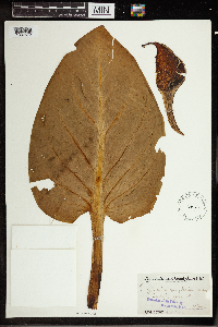 Symplocarpus foetidus image