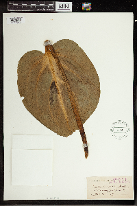 Symplocarpus foetidus image