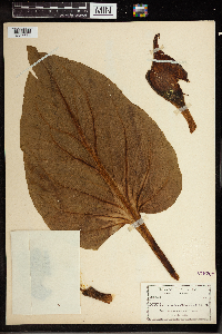 Symplocarpus foetidus image