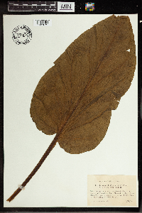 Symplocarpus foetidus image