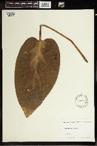 Symplocarpus foetidus image
