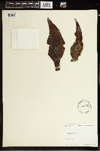 Symplocarpus foetidus image