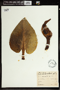 Symplocarpus foetidus image