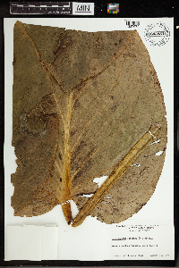 Symplocarpus foetidus image
