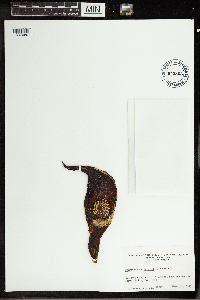 Symplocarpus foetidus image