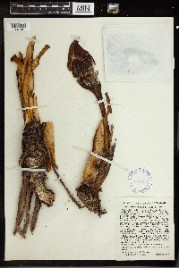 Symplocarpus foetidus image