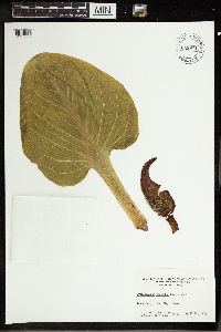 Symplocarpus foetidus image