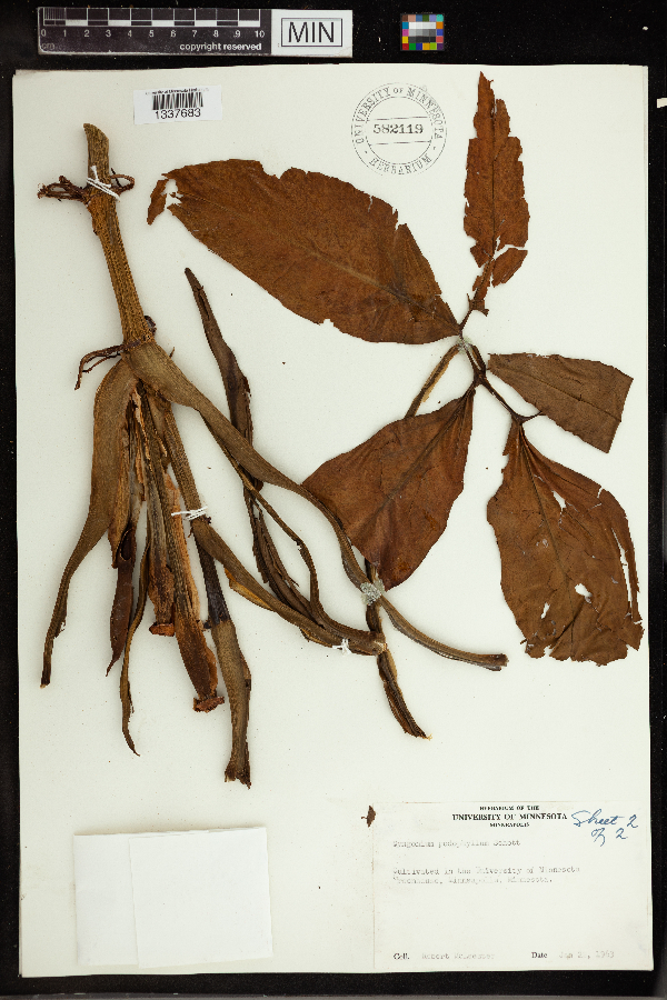 Syngonium podophyllum image
