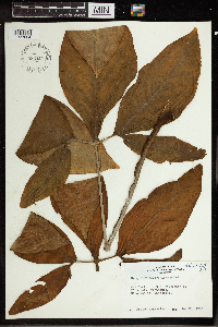 Syngonium podophyllum image