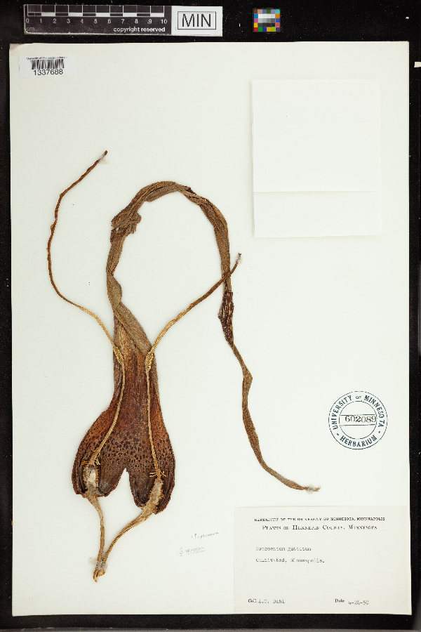 Typhonium venosum image