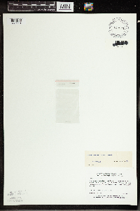 Wolffia borealis image