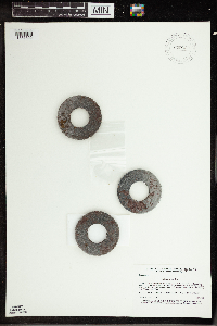 Wolffia borealis image