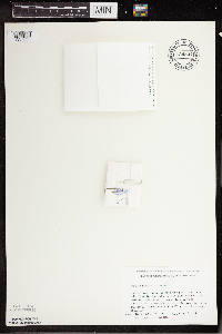 Wolffia borealis image