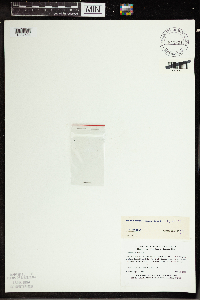 Wolffia borealis image