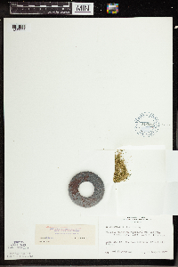 Wolffia borealis image