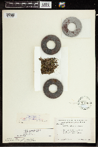 Wolffia borealis image