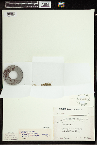 Wolffia borealis image