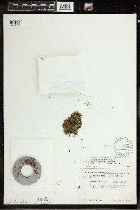 Wolffia borealis image