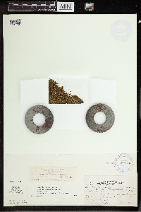 Wolffia borealis image