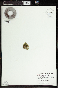 Wolffia borealis image