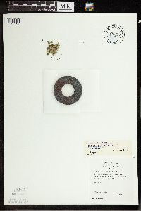 Wolffia borealis image