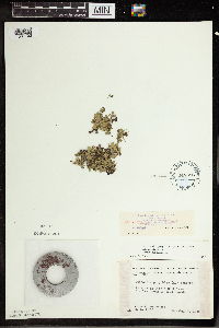 Wolffia borealis image