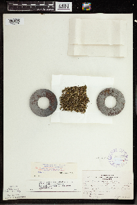 Wolffia borealis image