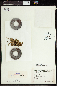 Wolffia borealis image