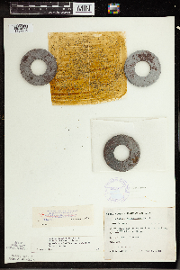 Wolffia borealis image