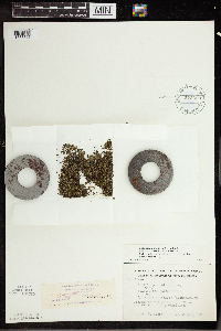 Wolffia borealis image