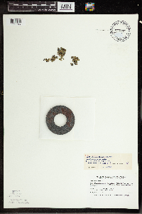 Wolffia borealis image