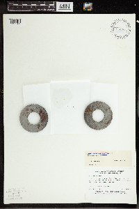 Wolffia borealis image