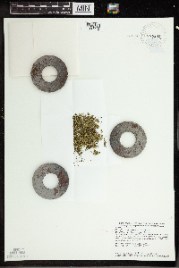 Wolffia borealis image